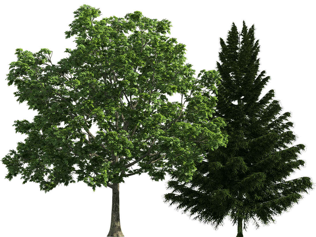 abattage d'arbre